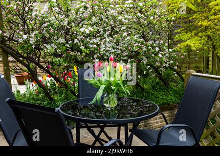 An English garden in spring. A vase of tulips is displayed on the glass garden table. Apple trees in blossom are in the background. Stock Photo