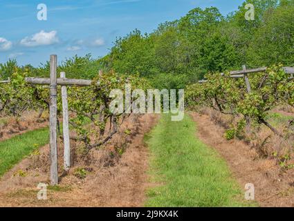 A view of Tan English Vineyard in Spring Stock Photo