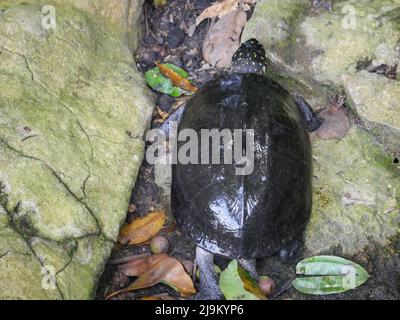 black pond turtle (Geoclemys hamiltonii), also known as the spotted pond turtle or the Indian spotted turtle, is a species of freshwater turtle endemi Stock Photo