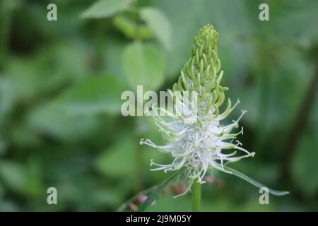 spiked Rampion in a Valley Stock Photo