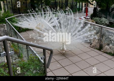 Two beautiful male White Peafowl (Pavo Afropavo) with thier tail feathers spread open and standing backs facing each other at a zoo in Vienna, Austria Stock Photo