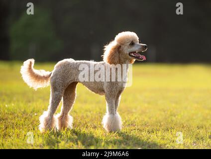 Purebred standard poodle with a haircut standing outside in green open space at sunset Stock Photo