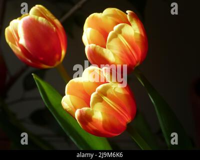 Orange and yellow tulips, cut flowers on a table at home Stock Photo