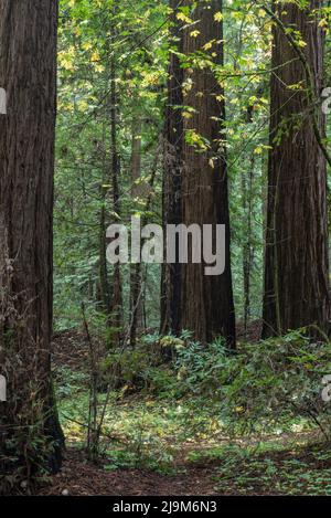 Coniferous trees and yellow maple leaves in the Autumn at the Henry Cowell Redwoods State Park in Santa Cruz, California, USA Stock Photo