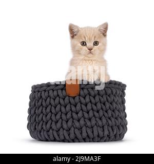 Cute cream British Shorthair cat kitten, sitting in knitted basket. Looking towards lens. Isolated on a white background. Stock Photo