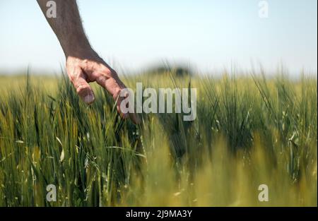 Farmer touching gently green unripe barley ears (Hordeum Vulgare) in cultivated field, closeup male hand over plants, concept of crop management in ag Stock Photo