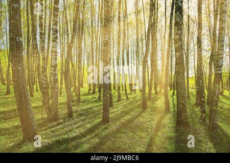 Grove of birches with young green leaves at sunset or sunrise in spring or early summer. Stock Photo
