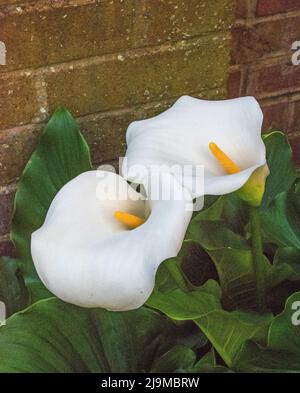 Zantedeschia aethiopica - White Calla Arum Lily Stock Photo