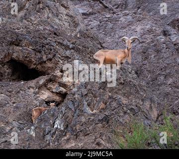 A beautiful female Arabian sand gazelle (Gazella marica) in it's ...