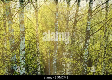Birches with young leaves lit by sunlight in spring or early summer. Stock Photo