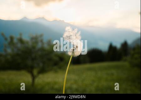 wind blowing away dandelion seeds in Tyrol Stock Photo