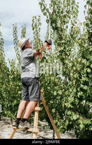 Full body elderly man in casual clothes and hat standing on ladder and cutting branches of apricot tree with pruner while working in orchard on sunny Stock Photo