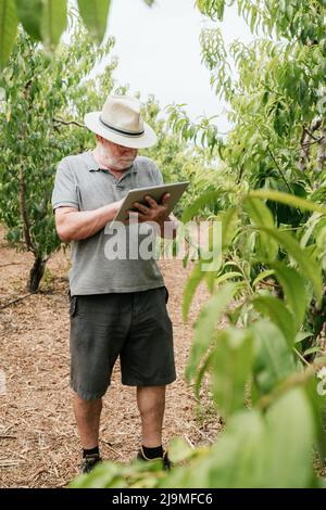 Aged man in casual clothes and hat checking data on tablet standing near peach tree during work on farm on summer day Stock Photo