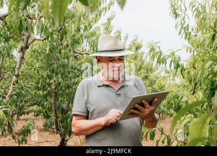 Aged man in casual clothes and hat checking data on tablet standing near peach tree during work on farm on summer day Stock Photo