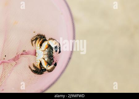 Top view of small crab lying on back in pink scoop net over sandy beach in summer Stock Photo