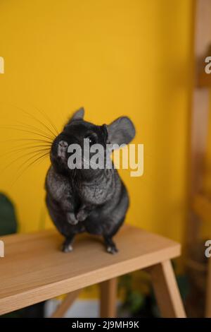 Soft focus of curious cute chinchilla with soft black fur sitting on top of ladder and sniffing air against yellow wall at home Stock Photo