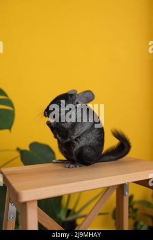 Soft focus of curious cute chinchilla with soft black fur sitting on top of ladder and sniffing air against yellow wall at home Stock Photo