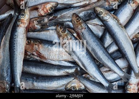 Sardines / pilchards - Sardina pilchardus. Home cooking / fishmongers. Over fishing. Fishery policy. Micro-plastic pollution of the oceans. Stock Photo