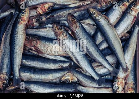 Sardines / pilchards - Sardina pilchardus. Home cooking / fishmongers. Over fishing. Fishery policy. Micro-plastic pollution of the oceans. Stock Photo