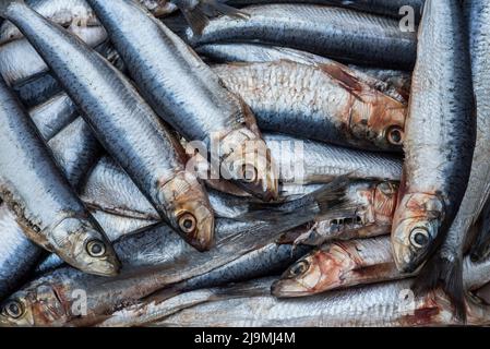 Sardines / pilchards - Sardina pilchardus. Home cooking / fishmongers. Over fishing. Fishery policy. Micro-plastic pollution of the oceans. Stock Photo