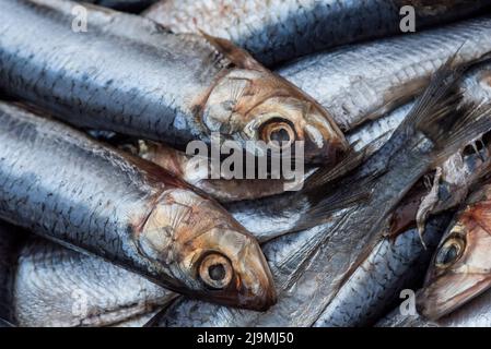 Sardines / pilchards - Sardina pilchardus. Home cooking / fishmongers. Over fishing. Fishery policy. Micro-plastic pollution of the oceans. Stock Photo