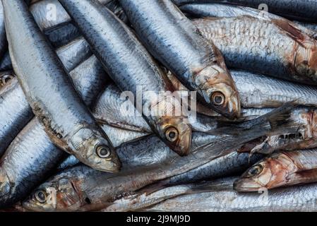 Sardines / pilchards - Sardina pilchardus. Home cooking / fishmongers. Over fishing. Fishery policy. Micro-plastic pollution of the oceans. Stock Photo