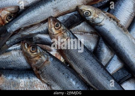 Sardines / pilchards - Sardina pilchardus. Home cooking / fishmongers. Over fishing. Fishery policy. Micro-plastic pollution of the oceans. Stock Photo