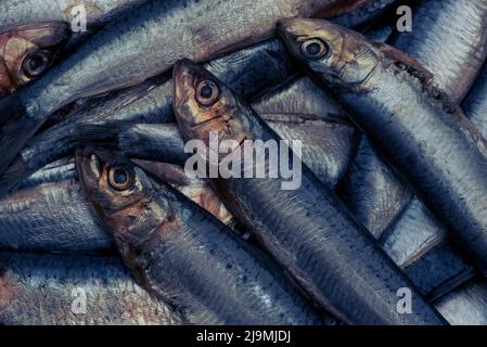 Sardines / pilchards - Sardina pilchardus. Home cooking / fishmongers. Over fishing. Fishery policy. Micro-plastic pollution of the oceans. Stock Photo