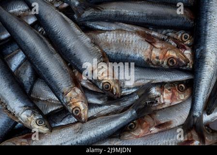 Sardines / pilchards - Sardina pilchardus. Home cooking / fishmongers. Over fishing. Fishery policy. Micro-plastic pollution of the oceans. Stock Photo