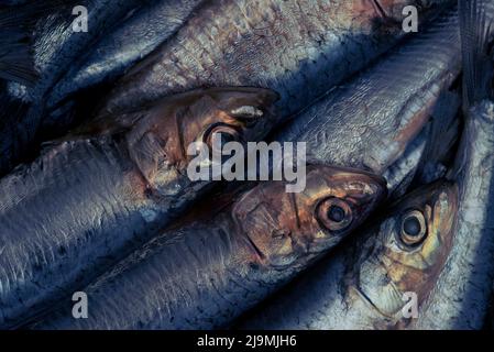 Sardines / pilchards - Sardina pilchardus. Home cooking / fishmongers. Over fishing. Fishery policy. Micro-plastic pollution of the oceans. Stock Photo