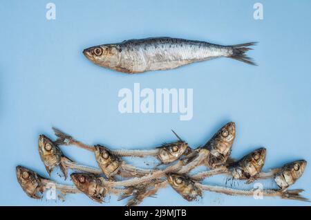 Sardines / pilchards - Sardina pilchardus. Home cooking / fishmongers. Over fishing. Fishery policy. Micro-plastic pollution of the oceans. Stock Photo