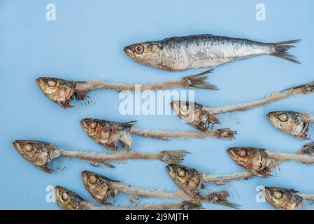 Sardines / pilchards - Sardina pilchardus. Home cooking / fishmongers. Over fishing. Fishery policy. Micro-plastic pollution of the oceans. Stock Photo