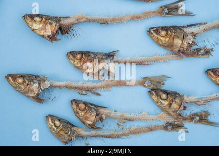 Sardines / pilchards - Sardina pilchardus. Home cooking / fishmongers. Over fishing. Fishery policy. Micro-plastic pollution of the oceans. Stock Photo