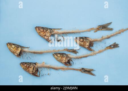 Sardines / pilchards - Sardina pilchardus. Home cooking / fishmongers. Over fishing. Fishery policy. Micro-plastic pollution of the oceans. Stock Photo