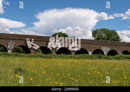 Eton, Windsor, Berkshire, UK. 24th May, 2022. Fields of weeds making a haven for bugs and bees in Eton next to the Windsor Railway Viaduct. It was a day of beautiful warm sunshine today in Eton along with some sharp rain showers. Credit: Maureen McLean/Alamy Live News Stock Photo