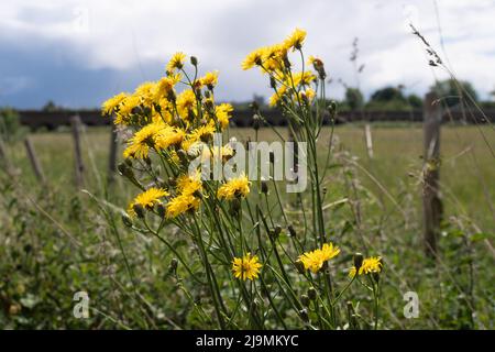 Eton, Windsor, Berkshire, UK. 24th May, 2022. Weeds growing on a verge in Eton. Some verges are being left to grow throughout the summer without being cut back giving bees and bugs a better chance of survival. Credit: Maureen McLean/Alamy Live News Stock Photo