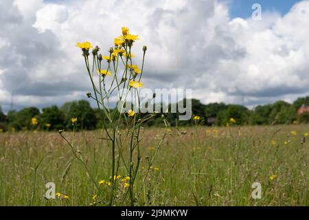 Eton, Windsor, Berkshire, UK. 24th May, 2022. Weeds growing in a field in Eton. Eton College are leaving some of their fields to grow throughout the summer without being cut back giving bees and bugs a better chance of survival. Credit: Maureen McLean/Alamy Live News Stock Photo