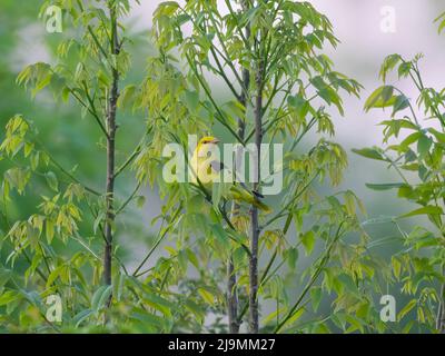 A Eurasian Golden Oriole sitting on a bush, cloudy morning in springtime, Vienna (Austria) Stock Photo