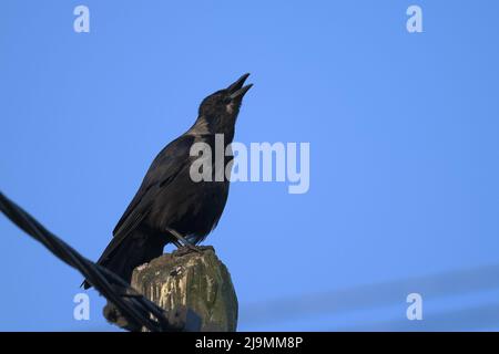 A Carrion Crow (Corvus corone) sitting on a post, crowing, sunny day in springtime (Vienna, Austria) Stock Photo