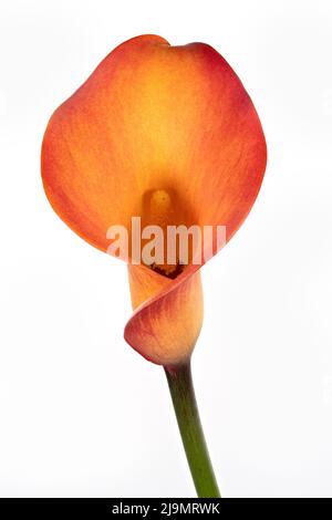Gorgeous colours and dramatic shapes of an orange Calla Lily flower, photographed against a plain black background Stock Photo