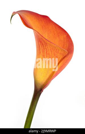 Gorgeous colours and dramatic shapes of an orange Calla Lily flower, photographed against a plain black background Stock Photo