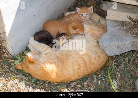 Italian stray cats, mother with suckling baby kittens, feral domestic cats living the Roman Theatre of Catania (Teatro Romano di Catania), Catania, Italy. (129) Stock Photo
