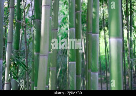 Green bamboo stems in water grove in tropics closeup Stock Photo