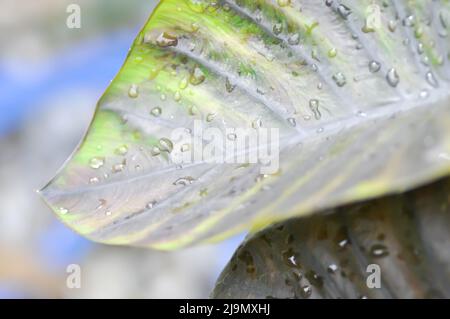 Colocasia , Colocasia Diamond Head and rain drop or dew drop on the leaf Stock Photo