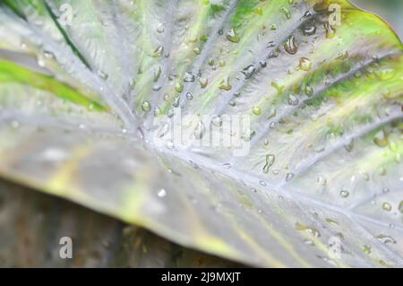 Colocasia , Colocasia Diamond Head and rain drop or dew drop on the leaf Stock Photo