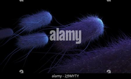 Bacteria in black background. 3d rendering medical illustration. Image shows coliform bacteria with flagella. Stock Photo