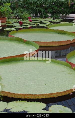 Giant water lily pads in the Victoria House, greenhouse of the Plant ...