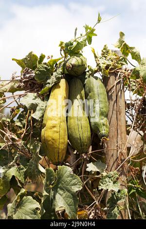 A bunch of luffa (loofah) growing at the Finca Ecológica La Calabacera in Tenerife, Spain. Stock Photo