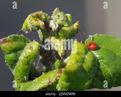 Aphid infestation and ladybird on apple tree leaves Stock Photo