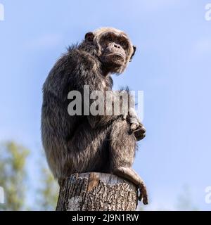 Common Chimpanzee, Pan troglodytes, popular great ape from African forests and woodlands, Kibale forest, Uganda. Stock Photo